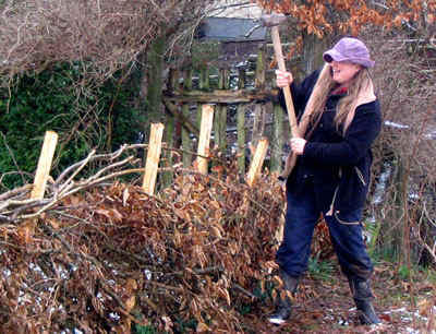Polly Hedge Laying