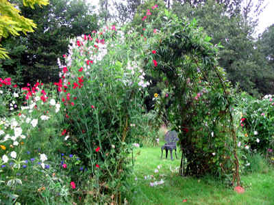Willow arch covered in sweet peas