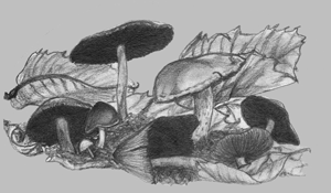 mushrooms drawing